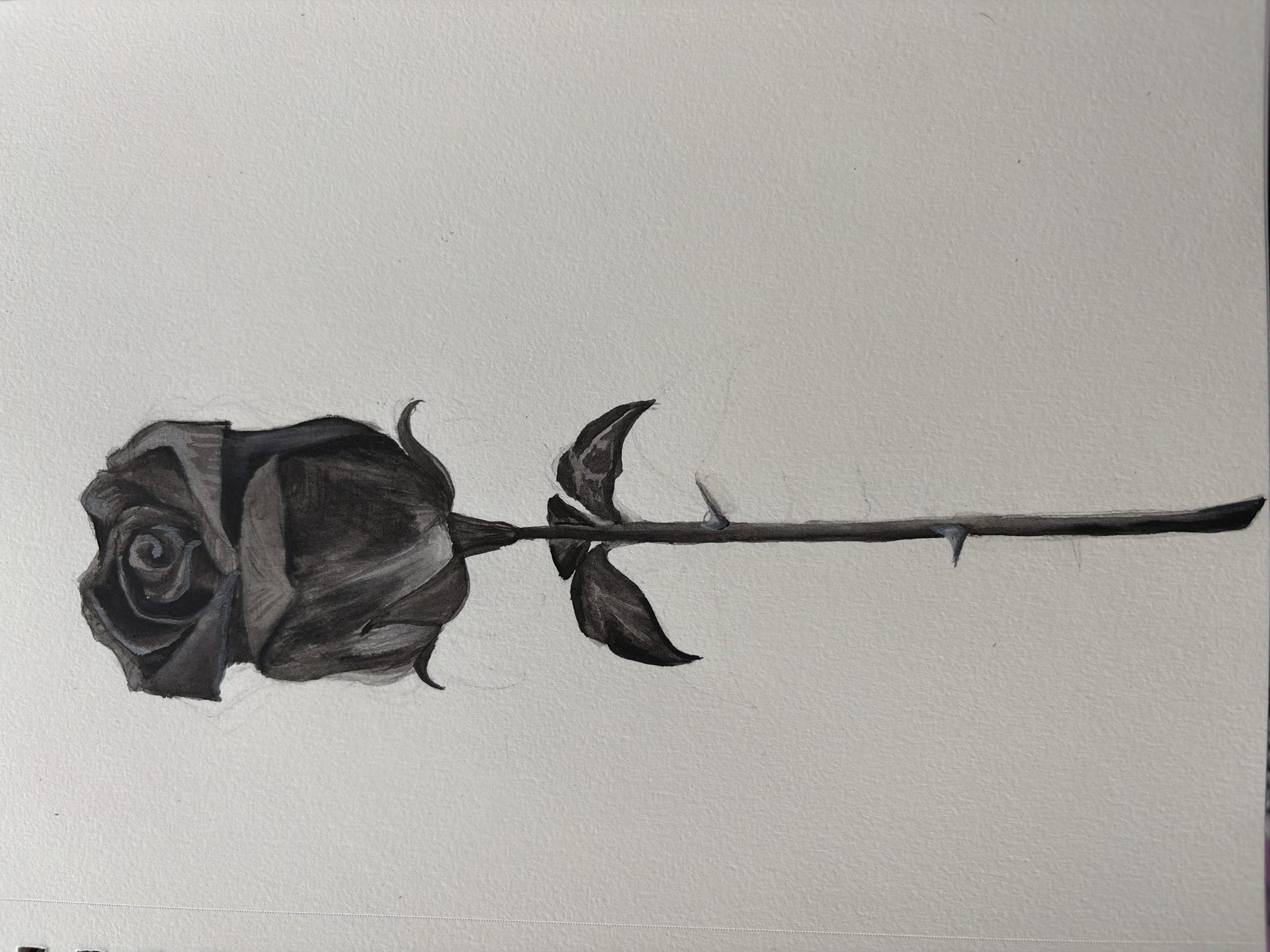 A painting of a black rose on cream paper.